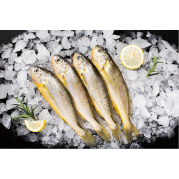 Poisson congelé petit croaker jaune pseudosciaena crocea